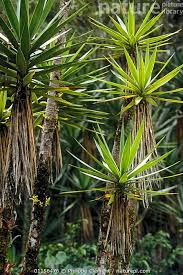 Image result for Yucca gigantea