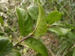 Image result for Guettarda