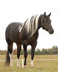 Black And White Paint Horses For Sale In Colorado Black And White Paint Horses American Paint Horse Quarter Horse