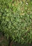 Image result for Polyphlebium borbonicum