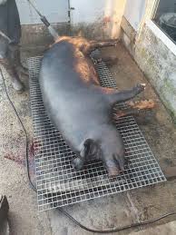 Localitatea iasi lunca cetatuii horpaz valea adanca popas pacurari bucium andrieseni aroneanu baltati barnova bivolari ciurea comarna costuleni dumesti grajduri grozesti holboca horlesti ion neculce letcani lungani mironeasa miroslava mogosesti. Porci Agro Si Industrie Olx Ro