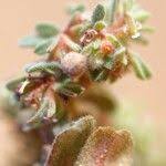 Image result for Euphorbia granulata