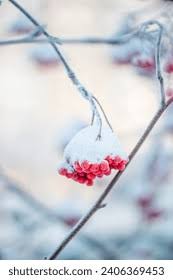 Rowan Snow Royalty-Free Images, Stock Photos & Pictures