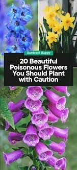 20 Beautiful Yet Poisonous Flowers You Should Only Plant With Caution Garden And Happy Container Gardening Flowers Flower Garden Care Poison Garden