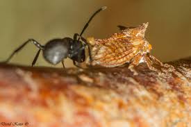 Image result for Oxyrhachis