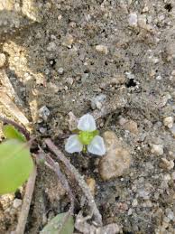 Image result for Ranalisma