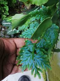 Image result for Selaginella nivea