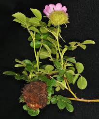 Image result for Cissus rubiginosa