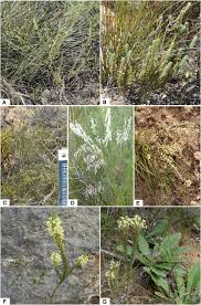 Image result for Struthiola