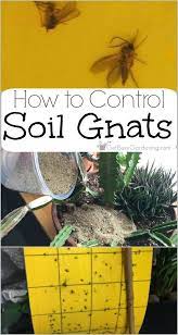 How To Get Rid Of Fungus Gnats In Houseplants Soil Garden Pest Control Garden Pests Soil
