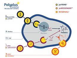 Check spelling or type a new query. Transfection All You Need To Know About Nucleic Acids Delivery