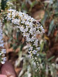 Image result for Buddleja asiatica
