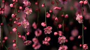 Maybe you would like to learn more about one of these? 37 Spring Flower Hd Wallpapers Wallpaperboat