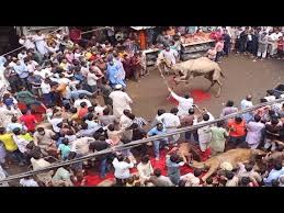 In this video you can see and learn the skills of cutting meat. Download Dangerous Camel Qurbani 2012 3gp Mp4 Codedwap