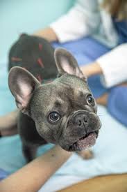Find a veterinary center with a natural vet, holistic vet, homeopathic vet or alternative vet for pet acupuncture, canine acupuncture or pet massage for holistic pet care in our green resources guide. Holistic Vet Care In Fort Lauderdale Healing Paws Center