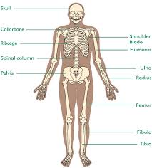 A joint can be defined as a point of intersection where two or more bones meet. Human Body Joints Diagram Human Anatomy
