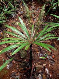 Image result for Blechnum attenuatum