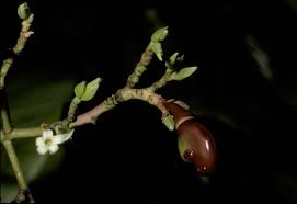 Image result for Anacardium
