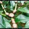 Okky menambahkan, bibit porang diambil dari katak atau istilah nama buah porang yang di atas, di sela cabang pohon. Https Encrypted Tbn0 Gstatic Com Images Q Tbn And9gct9lqbmx83wxexxm685iv07ks Zlb Ywnl9trrr0s7h56uxjiuw Usqp Cau