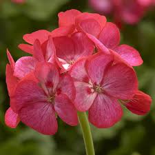 His quirk was probably equally as efficient if he was smart about using it, which he seemed to be. Americana Rose Ice Syngenta Flowers