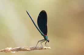 A perfect combination of functionality and stylish design. Dragonfly Species Losses And Gains In Germany