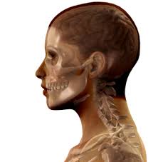 X Ray Of Head PNG Transparent Images Free Download