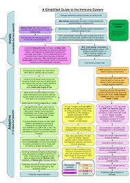 immune system flowchart on meducation