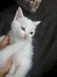 Evcil Hayvanlar Kedi Satilik Hayvan