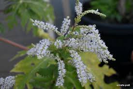 Image result for Tetradenia