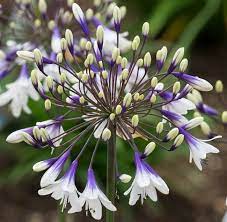 Agapanthus Fireworks Picture Wyevale Nurseries Agapanthus Plants Flower Show