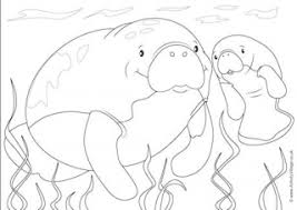 The free coloring sheets can be used by educators or simply by children who love manatees. Sea Creature Colouring Pages