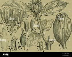 Image result for Monimiaceae