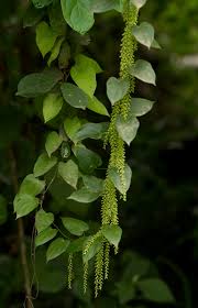 Image result for Dioscorea minutiflora