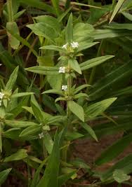 Image result for Spermacoce senensis