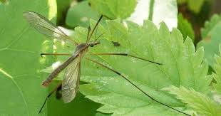 Muckenfrei Ohne Chemie Die 11 Effektivsten Methoden Zur Insektenabwehr Insekten Pflanzen Gegen Mucken Mucken