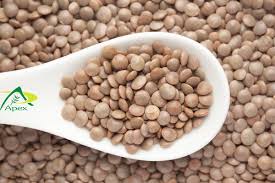 Image result for Lens culinaris