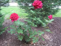 Miss all american beauty rose. Mystery Rose Miss All American Beauty A K A Maria Callas Flickr