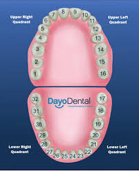 Teeth Numbers And Names Human Teeth Chart