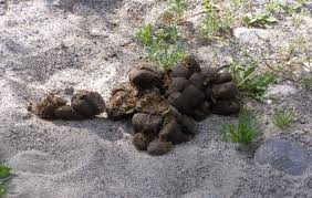 images?q=tbn:ANd9GcRoS-TFJY-hwlq71k19mP7