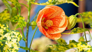 Image result for Abutilon grantii