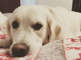 We are a team of adoption professionals with a passion to create families through adoption. Shop Or Adopt Acquiring A Dog Can Be A Polarizing Issue