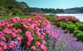 Check spelling or type a new query. 50 Knock Out Rose Combos Ideas Knockout Roses Plants Rose