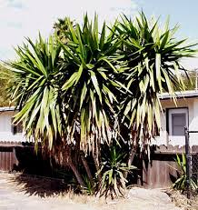 Image result for Yucca gigantea