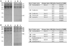 Identification Of Allergenic Egg Components Ige Reactive