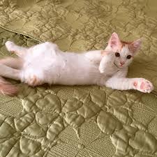 No, but many of the cancers we see in cats are more aggressive than q: Feline Cancer Squamous Cell Cancer Is Lethal When Unnoticed Modern Cat
