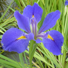 Le risposte per i cruciverba che iniziano con le lettere i, ir. Le Iris D Acqua Di Arborea Farm Italian Botanical Trips