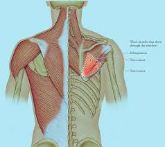Functioning at the end of the circulatory cycle, the veins of the upper torso carry deoxygenated blood. Pin On Pain Art