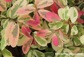 Image result for Bridelia