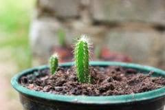No posts regarding the entheogenic or spiritual uses of cacti, check out /r/druggardening if you want to discuss such things. Where Does Dragon Fruit Grow Top Facts Tips