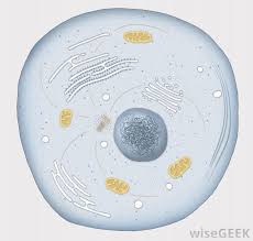What Is A Cell With Pictures
